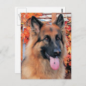 Chance - Long Hazard German Shepherd Photo-7 Briefkaart (Voorkant / Achterkant)