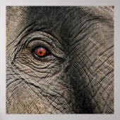 CHANG MAI ELEPHANT EYE POSTER (Voorkant)