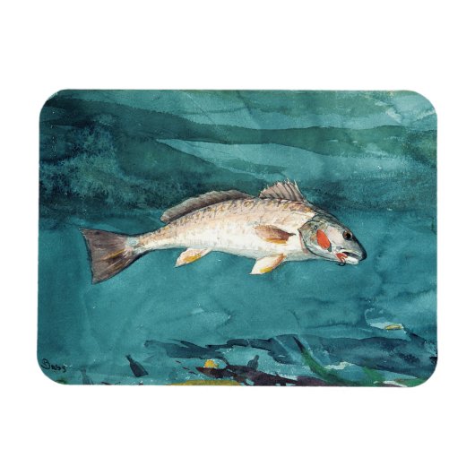 Channel Bass Fish American Painting door Homer Magneet (Horizontaal)