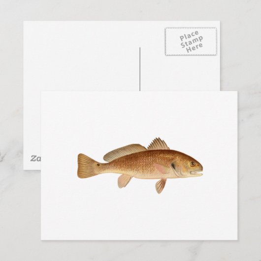 Channel Bass Logo Briefkaart (Voorkant / Achterkant)