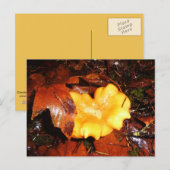 Chanterelle paddenstoel in het Briefkaart van de r (Voorkant / Achterkant)