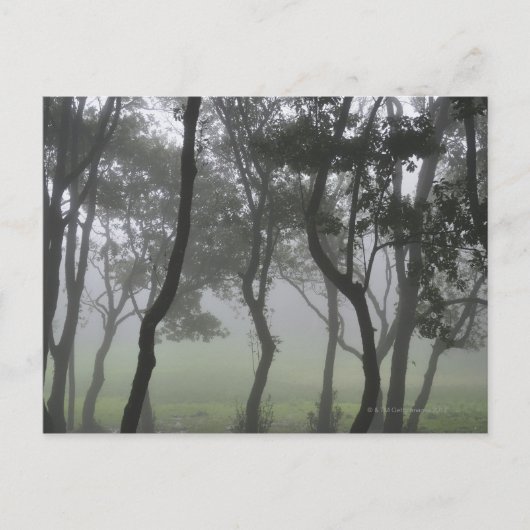 Chao dos Louros, Madeira, Portugal Briefkaart (Voorkant)