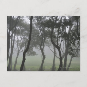 Chao dos Louros, Madeira, Portugal Briefkaart