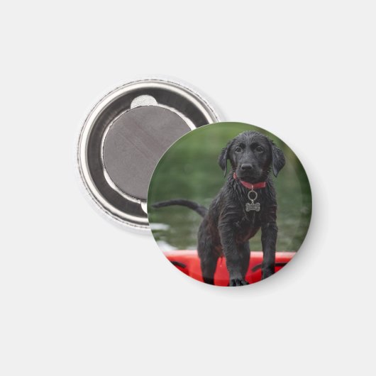 Chapa o imán con imagen de perro. magneet (Voorkant / Achterkant)