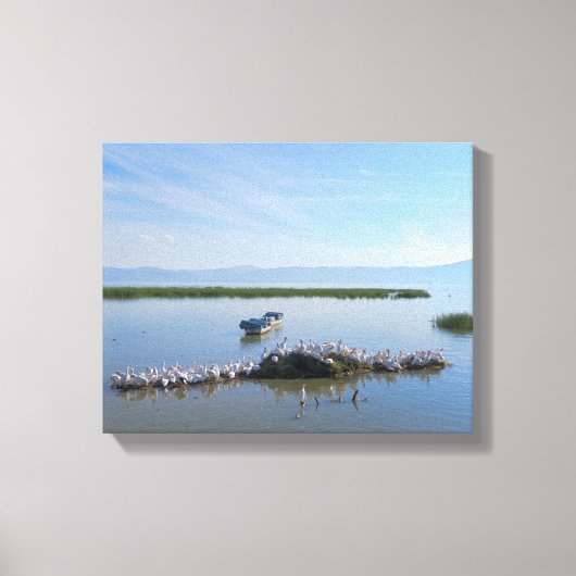 Chapala-meer Pelikanen Canvas Afdruk (Voorkant)