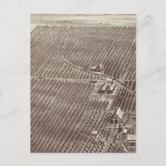 Chapin Fruit Ranch Briefkaart (Voorkant)