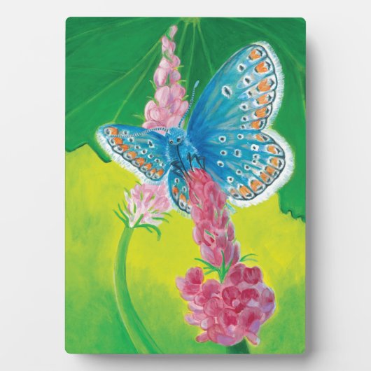 Chapmans blauwe vlinder (Polyommatus thersites) Fotoplaat (voorkant)