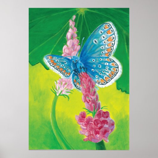 Chapmans blauwe vlinder (Polyommatus thersites) Poster (Voorkant)