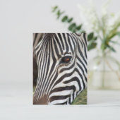 Chapman's Zebra Postcard Briefkaart (Staand voorkant)