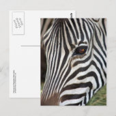 Chapman's Zebra Postcard Briefkaart (Voorkant / Achterkant)