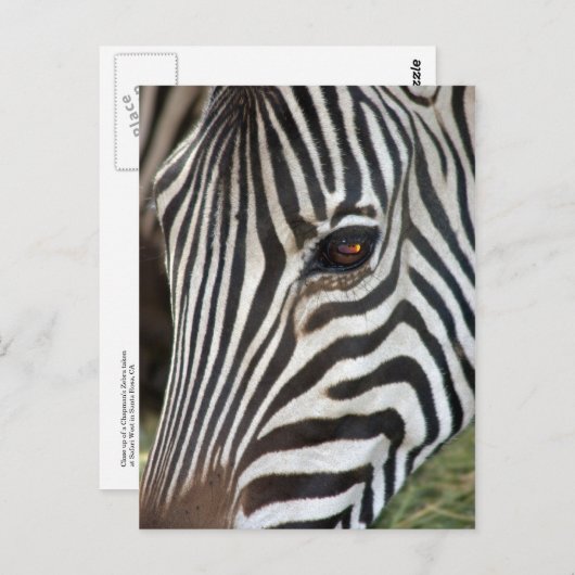 Chapman's Zebra Postcard Briefkaart (Voorkant / Achterkant)