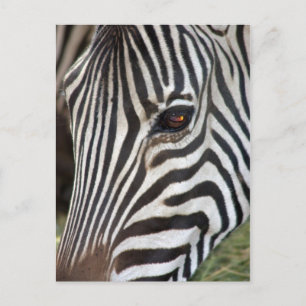 Chapman's Zebra Postcard Briefkaart