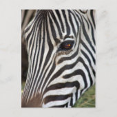 Chapman's Zebra Postcard Briefkaart (Voorkant)