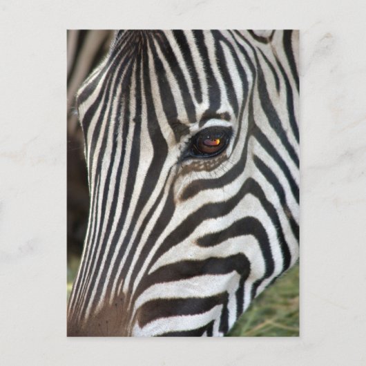 Chapman's Zebra Postcard Briefkaart (Voorkant)