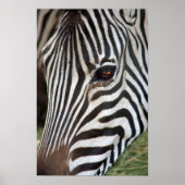 Chapmans Zebra Poster (Voorkant)