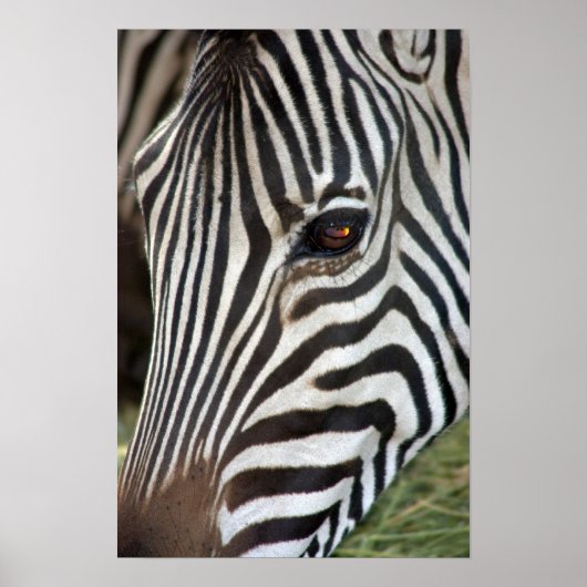 Chapmans Zebra Poster (Voorkant)