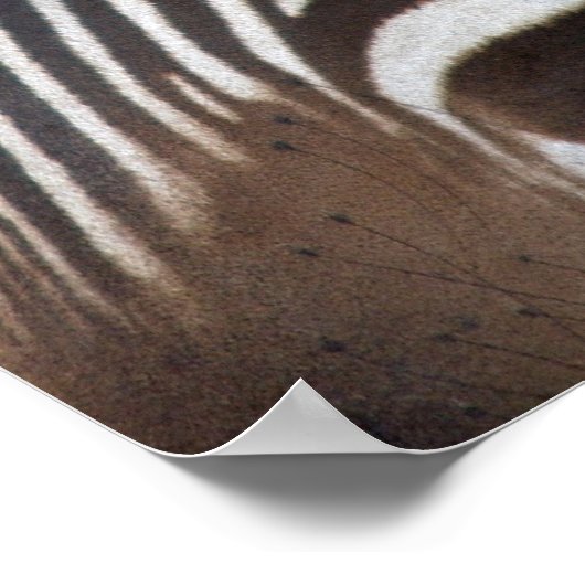 Chapmans Zebra Poster (Hoek)