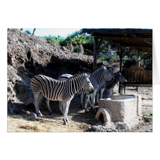 Chapmans Zebras (Voorkant Horizontaal)
