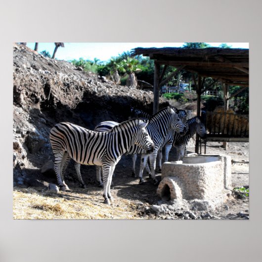 Chapman's zebra's poster (Voorkant)