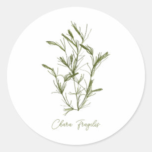 Chara Fragilis Zee-Geïnspireerd Ronde Sticker