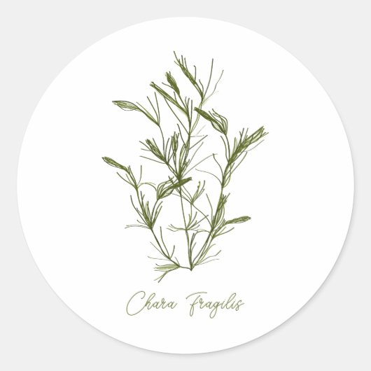 Chara Fragilis Zee-Geïnspireerd  Ronde Sticker (Voorkant)
