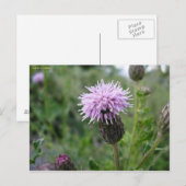 Chardon des champs briefkaart (Voorkant / Achterkant)
