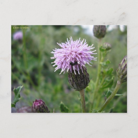 Chardon des champs briefkaart (Voorkant)