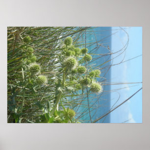 chardon des dunes poster