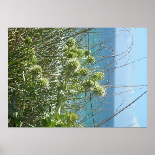 chardon des dunes poster (Voorkant)