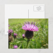Chardon vulgaire briefkaart (Voorkant / Achterkant)