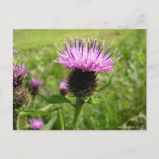 Chardon vulgaire briefkaart (Voorkant)