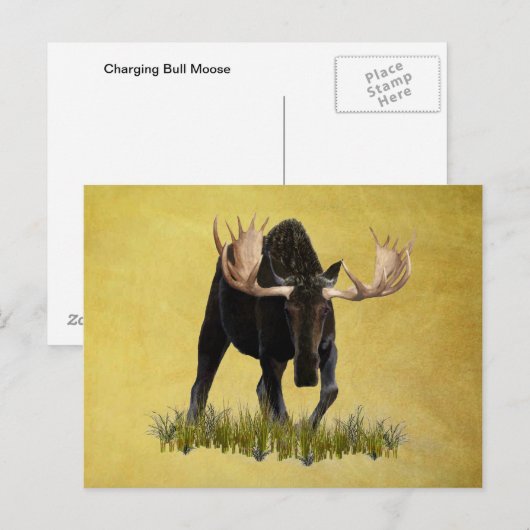 Charge Bull Moose Briefkaart (Voorkant / Achterkant)