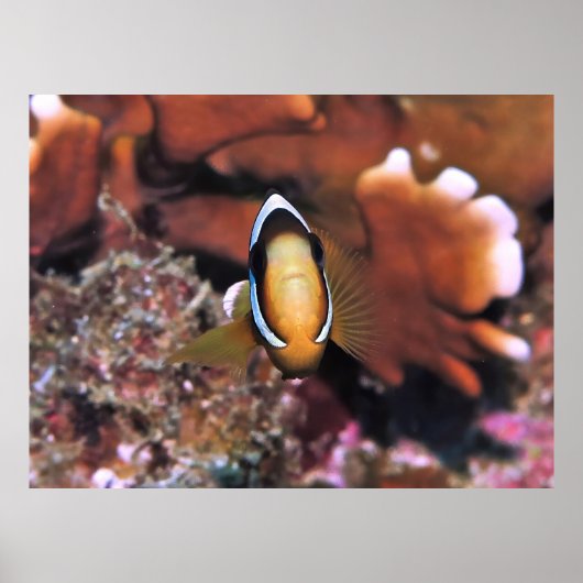 Charging Clownfish Poster (Voorkant)