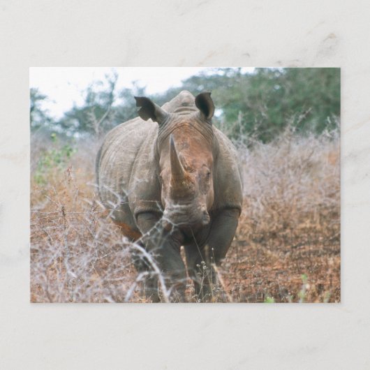 Charging Rhino Briefkaart (Voorkant)
