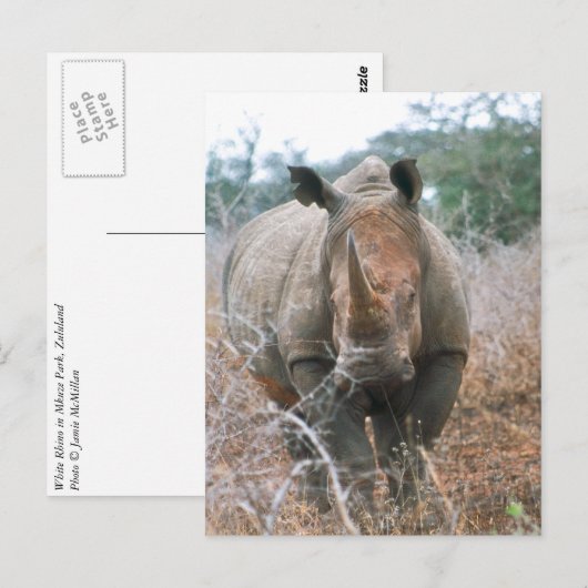 Charging Rhino Briefkaart (Voorkant / Achterkant)