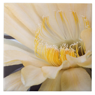 Charlemagne Echinopsis cactus in bloom Tegeltje