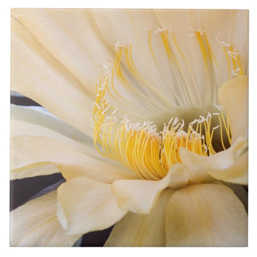 Charlemagne Echinopsis cactus in bloom Tegeltje (Voorkant)