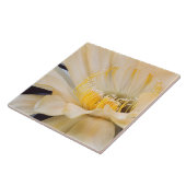 Charlemagne Echinopsis cactus in bloom Tegeltje (Zijkant)