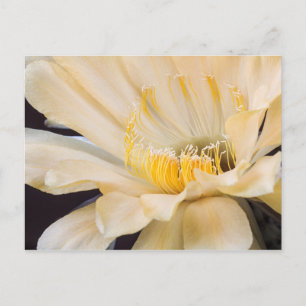 Charlemagne Echinopsis in bloom Briefkaart