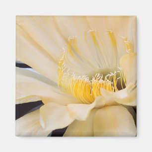 Charlemagne Echinopsis in bloom Magneet