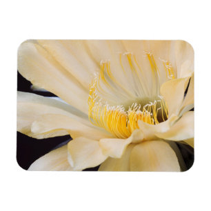 Charlemagne Echinopsis in bloom Magneet