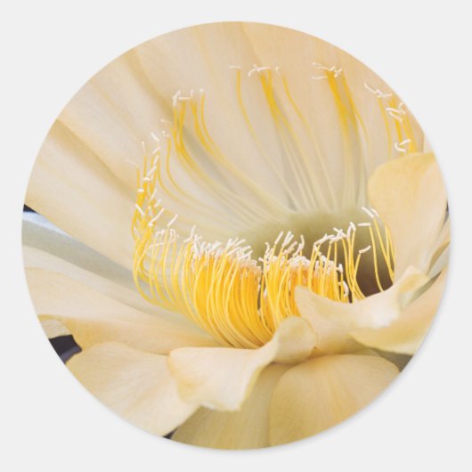 Charlemagne Echinopsis in bloom Ronde Sticker (Voorkant)
