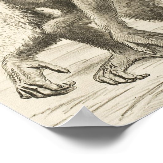 Charles Darwin Poster (Hoek)