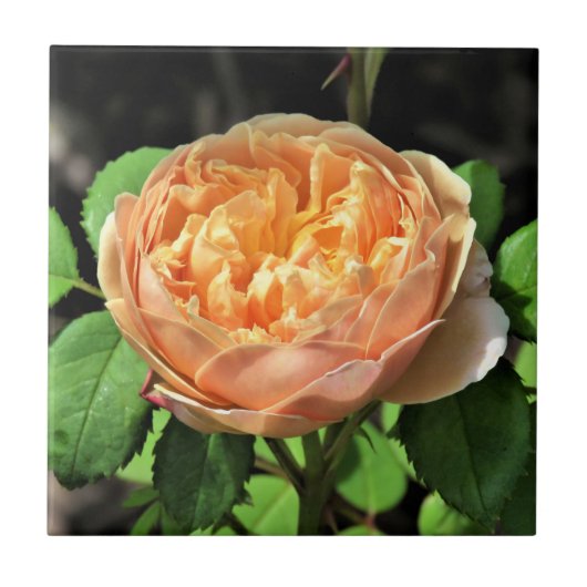 Charles Darwin Roos, geel tot wit Tegeltje (Voorkant)