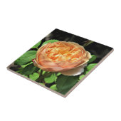 Charles Darwin Roos, geel tot wit Tegeltje (Zijkant)