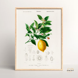 Charles Dessalines D Orbigny Citrus Limoniu Poster