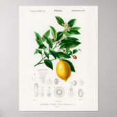Charles Dessalines D Orbigny Citrus Limoniu Poster (Voorkant)