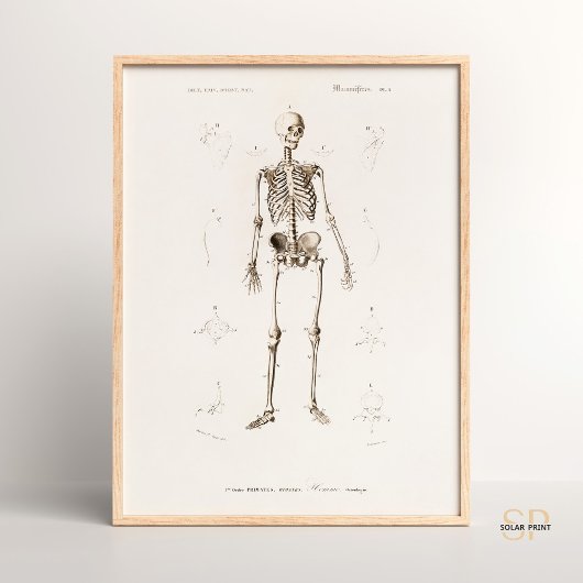 Charles Dessalines D Orbigny menselijk skelet Poster