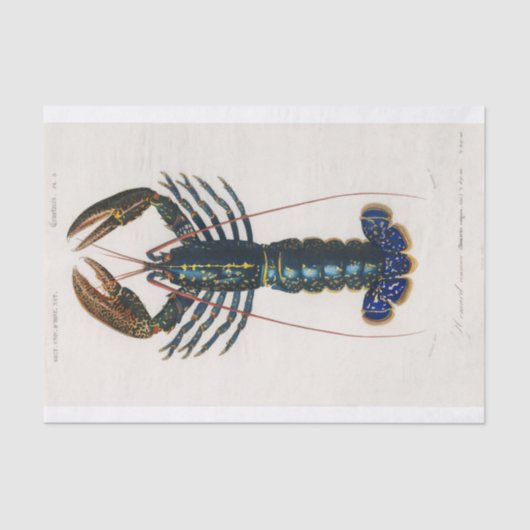 Charles Dessalines D'Orbigny | Crimson Crawfish Tissuepapier (Voorkant)