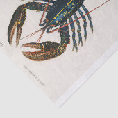 Charles Dessalines D'Orbigny | Crimson Crawfish Tissuepapier (Detail)